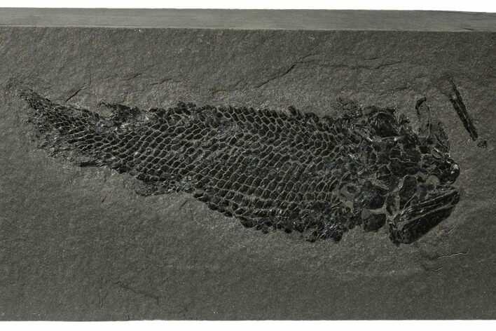 Devonian Lobe-Finned Fish (Osteolepis) Pos/Neg - Scotland #177083